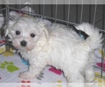 Small Photo #8 Maltese Puppy For Sale in ORO VALLEY, AZ, USA