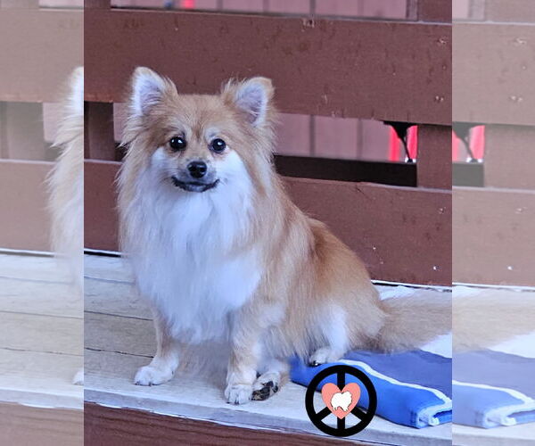 Medium Photo #2 Pomeranian Puppy For Sale in Lebanon, PA, USA