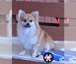 Small #1 Pomeranian