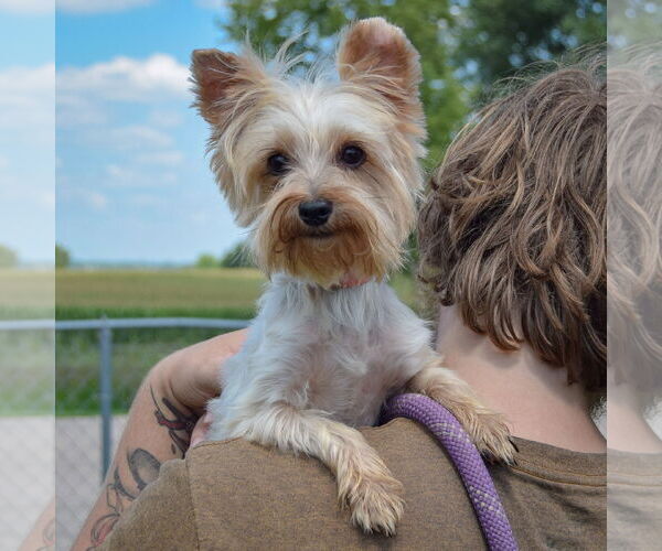 Medium Photo #4 Mutt Puppy For Sale in Huntley, IL, USA