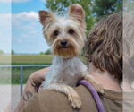 Small #3 Mutt