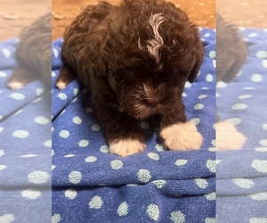 Havachon Puppy for sale in JASPER, GA, USA