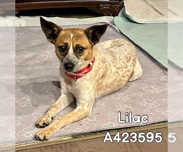 Medium Photo #2 Chihuahua-Unknown Mix Puppy For Sale in Conroe, TX, USA