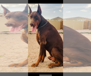 Father of the Doberman Pinscher puppies born on 04/28/2025