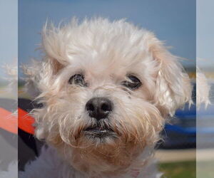 Maltese Dogs for adoption in Huntley, IL, USA