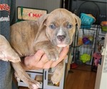 Small Photo #1 American Bully Puppy For Sale in GETTYSBURG, PA, USA