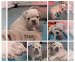 Small Photo #64 French Bulldog Puppy For Sale in MCKINLEYVILLE, CA, USA