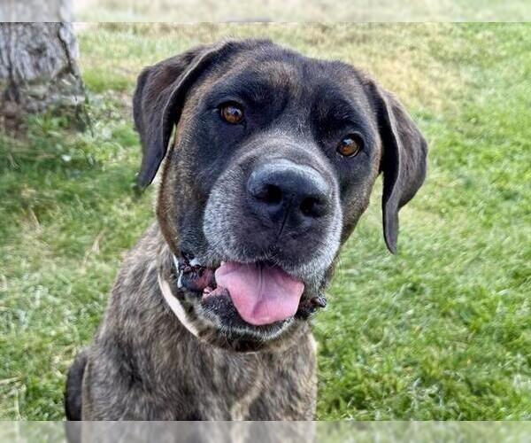 Medium Photo #2 Great Dane-Unknown Mix Puppy For Sale in Pueblo, CO, USA