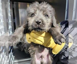 German Wirehaired Pointer-Unknown Mix Dogs for adoption in San Antonio, TX, USA