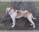 Small Photo #8 American Bulldog Puppy For Sale in SAINT CATHARINE, MO, USA