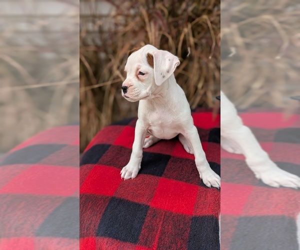 Medium Photo #14 Boxer Puppy For Sale in GOSHEN, IN, USA