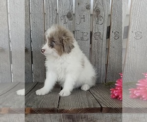 Miniature American Shepherd-Poodle (Miniature) Mix Puppy for sale in FREDERICKSBURG, OH, USA