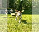 Small #1 Redbone Coonhound-Treeing Walker Coonhound Mix