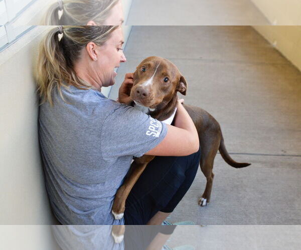 Medium Photo #1 American Staffordshire Terrier-Unknown Mix Puppy For Sale in McKinney, TX, USA