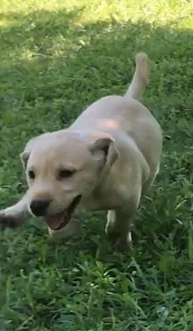 Medium Photo #1 Labrador Retriever Puppy For Sale in DILLWYN, VA, USA