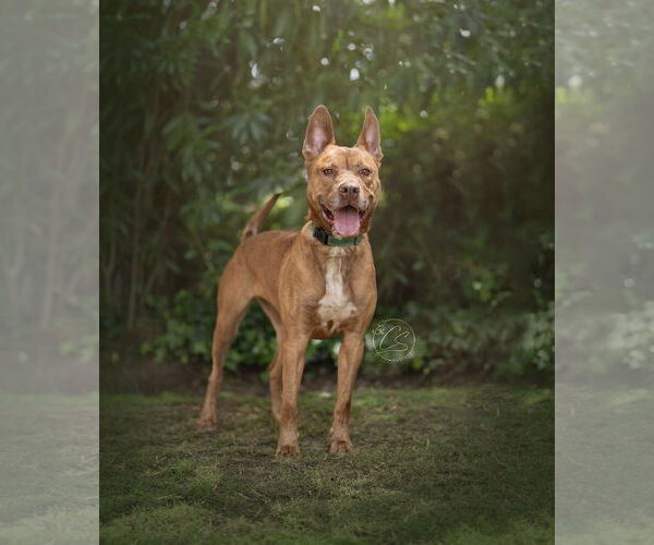 Medium Photo #4 Mutt Puppy For Sale in Marina Del Rey, CA, USA