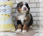 Small Photo #1 Bernedoodle (Miniature) Puppy For Sale in BIRD IN HAND, PA, USA
