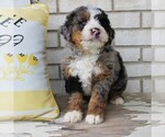 Puppy 2 Bernedoodle (Miniature)