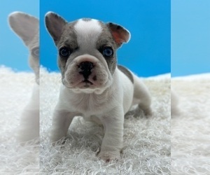 French Bulldog Puppy for sale in SAINT PETERSBURG, FL, USA