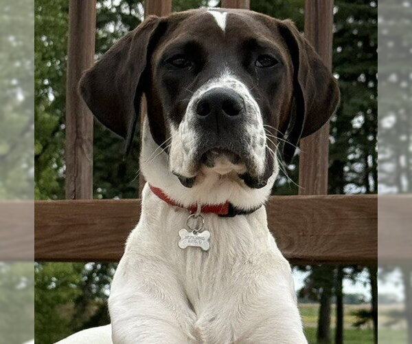 Medium Photo #3 Colonial Cocker Spaniel-Retriever  Mix Puppy For Sale in Fargo, ND, USA
