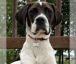 Small Photo #3 Colonial Cocker Spaniel-Retriever  Mix Puppy For Sale in Fargo, ND, USA