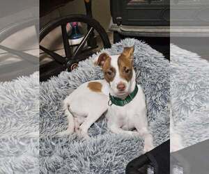 Italian Greyhound-Jack Russell Terrier Mix Dogs for adoption in Arlington, WA, USA