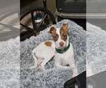 Shylo a Jack Russell-Italian Greyhound mix (Jiggy) - Male Italian Greyhound-Jack Russell Terrier Mix Dog for Adoption - Small photo