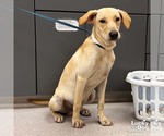 Small #4 Labrador Retriever-Retriever  Mix