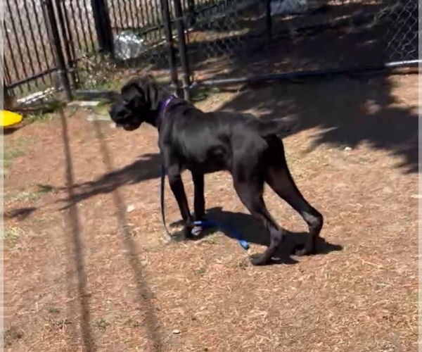 Medium Photo #7 Mutt Puppy For Sale in Goodyear, AZ, USA