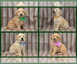 Golden Labrador Litter for sale in BRIDGEWATER, VA, USA