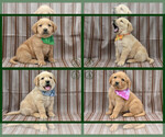 Small Golden Labrador