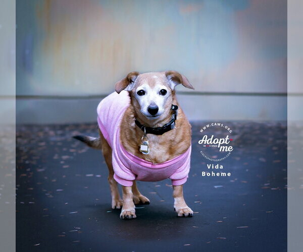 Medium Photo #1 Chiweenie Puppy For Sale in Salt Lake City, UT, USA