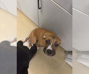 Mutt Dogs for adoption in Easton, MD, USA