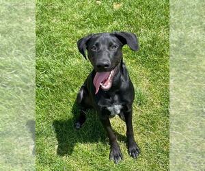 Great Dane-Labrador Retriever Mix Dogs for adoption in MIDWAY, UT, USA