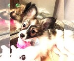 Small Photo #3 Papillon Puppy For Sale in CHEYENNE, WY, USA