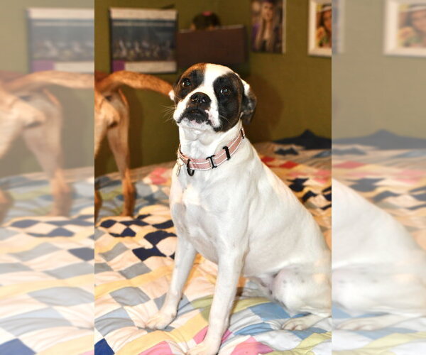 Medium Photo #3 Boxer-Unknown Mix Puppy For Sale in Boston, MA, USA