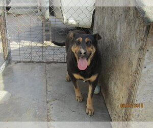Rocky - Male Rottweiler-Unknown Mix Dog for Adoption - Photo #2