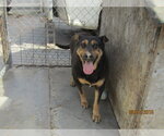 Small #1 Rottweiler Mix