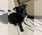 Small #1 Labrador Retriever Mix