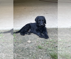 Shepadoodle Puppy for sale in XENIA, OH, USA