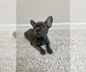French Bulldog Puppy for sale in CHARLESTON, SC, USA