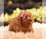 Small #5 Maltipoo (Miniature)