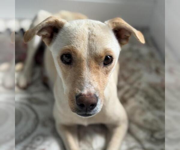 Medium Photo #1 Colonial Cocker Spaniel-Unknown Mix Puppy For Sale in San Diego, CA, USA
