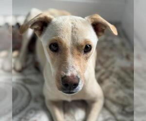 Colonial Cocker Spaniel-Unknown Mix Dogs for adoption in San Diego, CA, USA