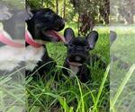 Small Photo #3 French Bulldog Puppy For Sale in JACKSONVILLE, FL, USA