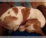 Small Photo #5 Basset Hound Puppy For Sale in Deepwater, NJ, USA