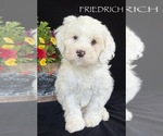 Puppy Friedrich Australian Labradoodle