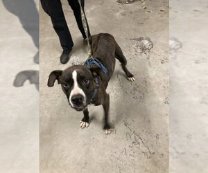 Boxer-Unknown Mix Dogs for adoption in Camarillo, CA, USA