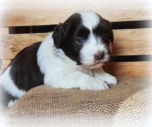 Havanese Puppy for sale in RAINIER, OR, USA