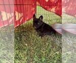 Puppy Puppy 2 French Bulldog
